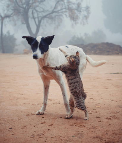 ¿Perro o gato posesivo?