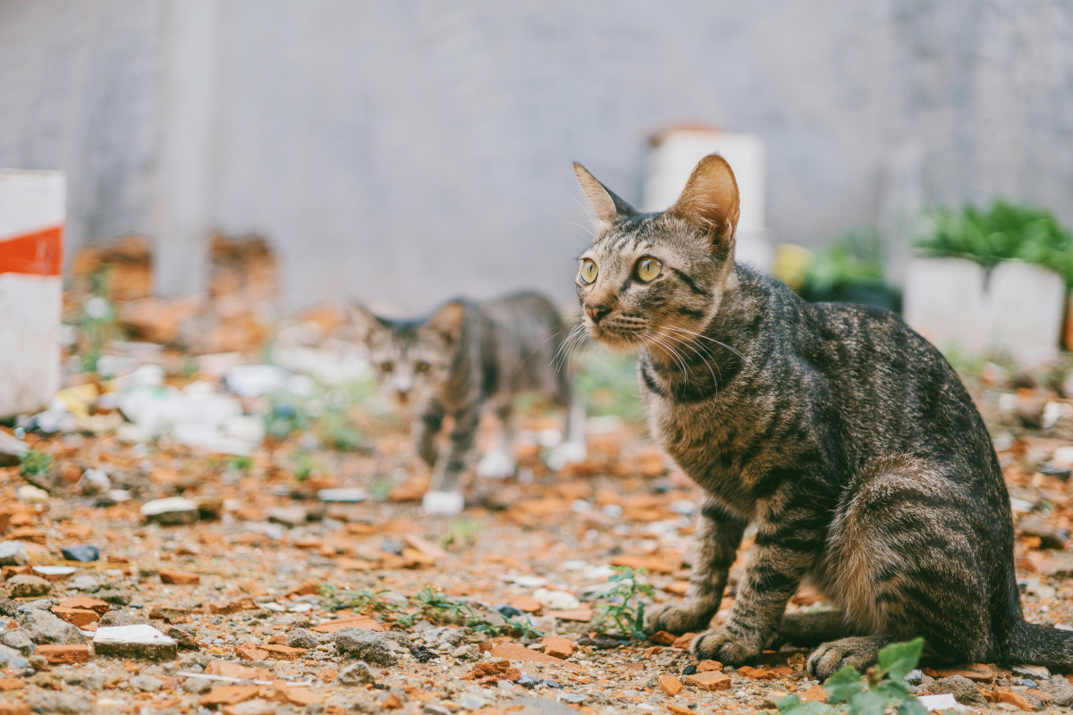 ¿Perro o gato posesivo?