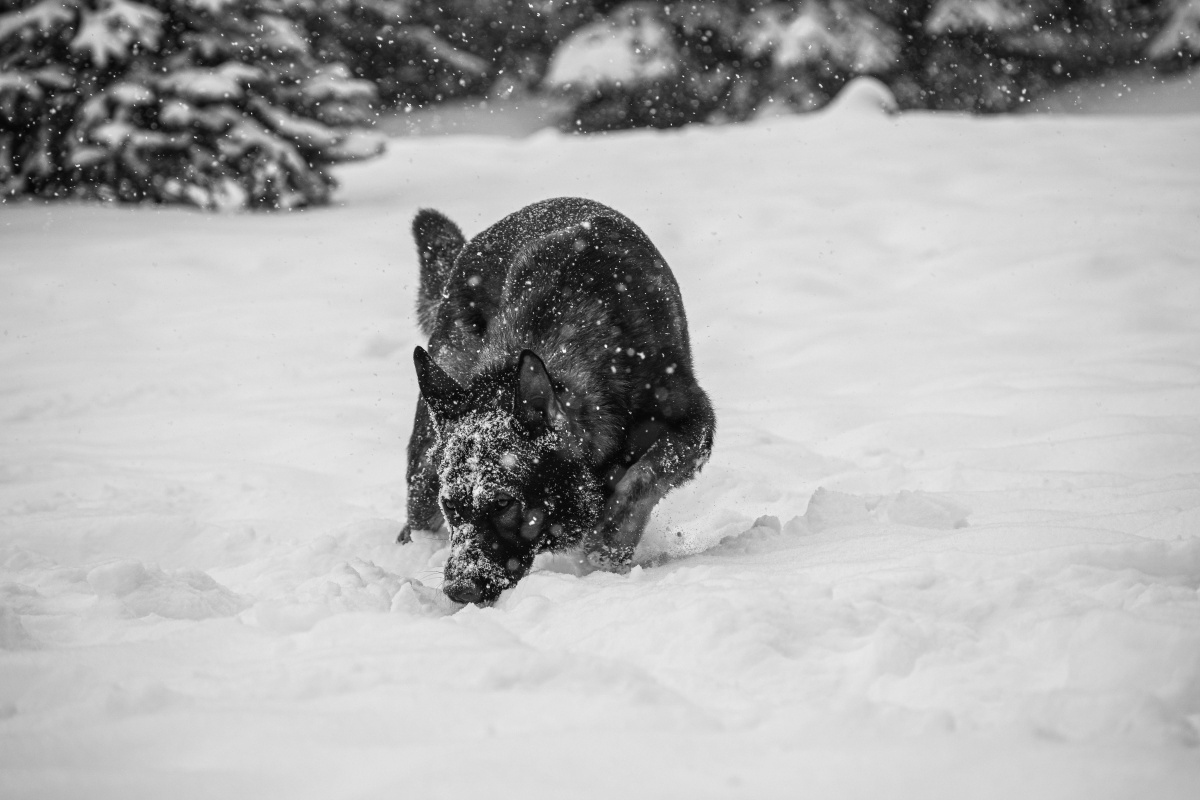 Perros y gatos ¿pueden pasar frío en invierno?