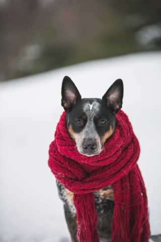 Perros y gatos ¿pueden pasar frío en invierno?