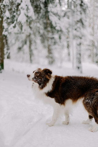 Perros y gatos ¿pueden pasar frío en invierno?