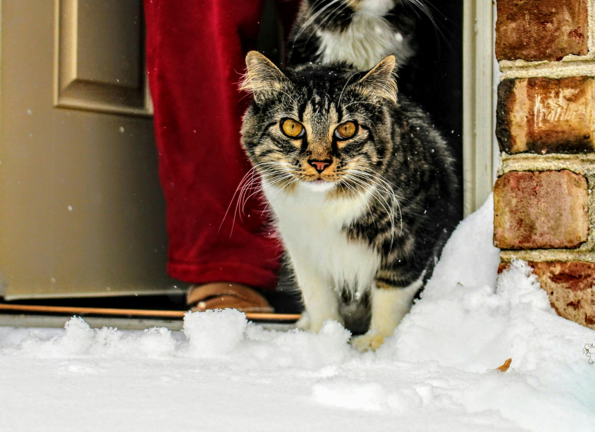 Perros y gatos ¿pueden pasar frío en invierno?