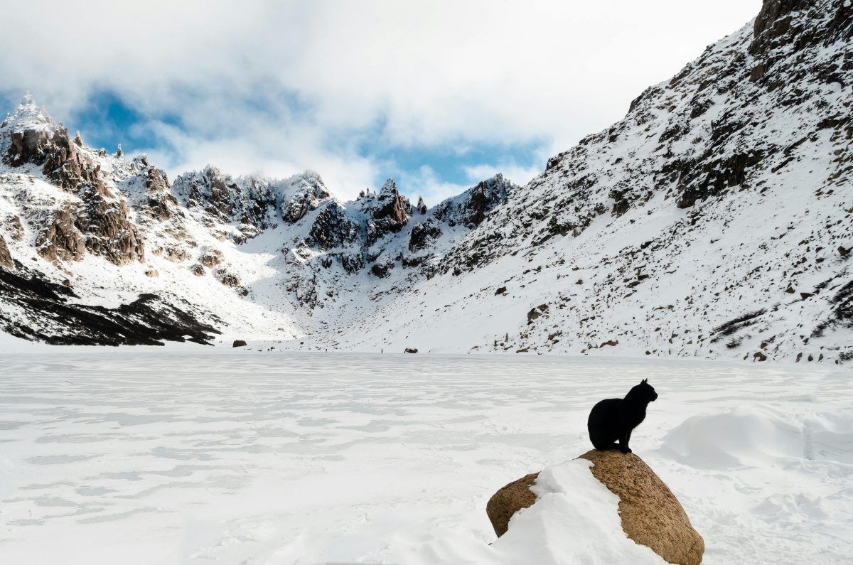 Perros y gatos ¿pasan frío en invierno?