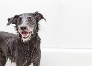 Los beneficios de mojar a nuestra mascotas