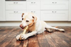 Perro masticando snack y desarrollando concentración y uso de nariz