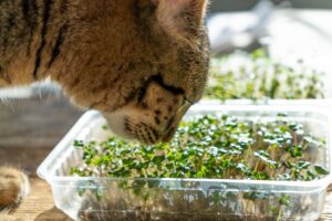 Gato oliendo plantas