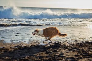 Perro corriendo buscando objeto