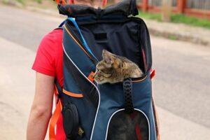 Gato en mochila curioseando