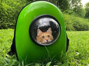 Gato "espiando" desde tu trasportín.