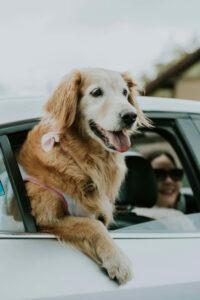 Perro feliz por viajar