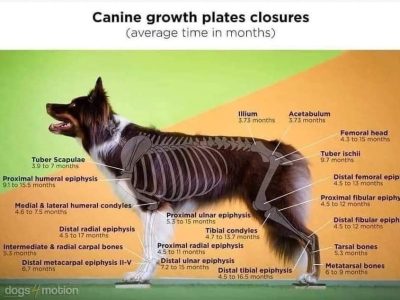 Desarrollo musculatura (1)