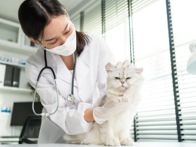 asian-veterinarian-examine-cat-during-appointment-2021-12-09-21-16-05-utc-1200x800