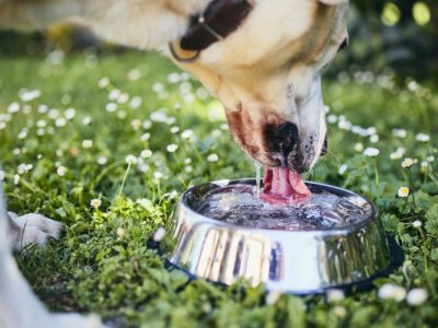 Thirsty dog in hot summer day. Labrador retriever drinking water from metal bowl.