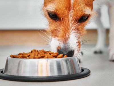 dog-eating-dry-feed-grom-food-bowl-2021-12-09-17-49-21-utc-1200x801