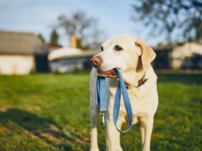 Dog holding leash in mouth. Cute labrador retriever waiting for walk on back yard of house.