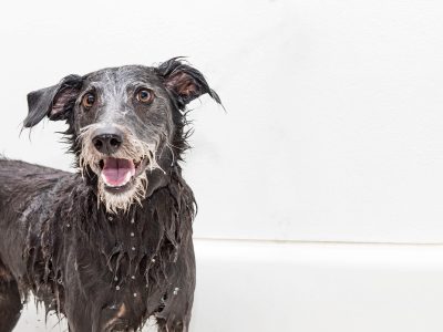 Los beneficios de mojar a nuestra mascotas