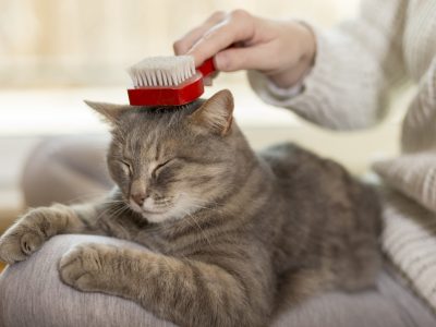 Tabby cat lying in her owner's lap and enjoying while being brushed and combed. Selective focus