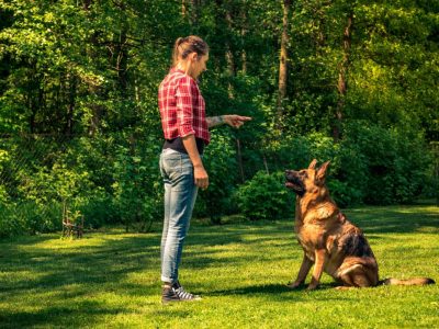 young-woman-train-german-shepherd-dog-to-sit-2021-08-26-16-37-21-utc-1200x801